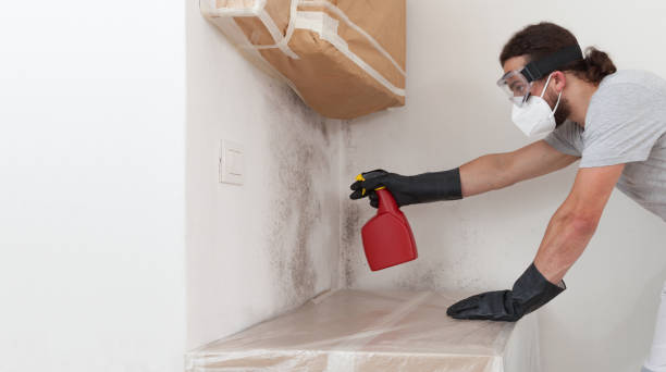 Professional Basement Mold Remediation technician working in Artemas, PA